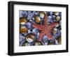 Close-Up of Starfish and Clam Shells, Hood Canal, Seabeck, Washington, USA-Don Paulson-Framed Photographic Print