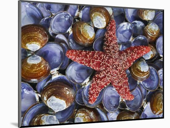 Close-Up of Starfish and Clam Shells, Hood Canal, Seabeck, Washington, USA-Don Paulson-Mounted Photographic Print