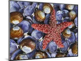 Close-Up of Starfish and Clam Shells, Hood Canal, Seabeck, Washington, USA-Don Paulson-Mounted Photographic Print