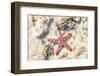 Close up of starfish on coral reef, Zanzibar, Tanzania-Roberto Moiola-Framed Photographic Print