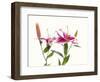 Close-up of Stargazer Lily against white background-Panoramic Images-Framed Photographic Print