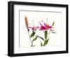 Close-up of Stargazer Lily against white background-Panoramic Images-Framed Photographic Print