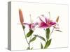 Close-up of Stargazer Lily against white background-Panoramic Images-Stretched Canvas