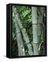 Close up of Stems, Bamboo Forest, Bena Village, Flores Island, Indonesia, Southeast Asia-Alison Wright-Framed Stretched Canvas