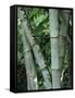 Close up of Stems, Bamboo Forest, Bena Village, Flores Island, Indonesia, Southeast Asia-Alison Wright-Framed Stretched Canvas