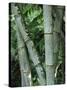 Close up of Stems, Bamboo Forest, Bena Village, Flores Island, Indonesia, Southeast Asia-Alison Wright-Stretched Canvas