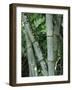 Close up of Stems, Bamboo Forest, Bena Village, Flores Island, Indonesia, Southeast Asia-Alison Wright-Framed Photographic Print