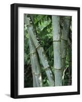 Close up of Stems, Bamboo Forest, Bena Village, Flores Island, Indonesia, Southeast Asia-Alison Wright-Framed Photographic Print