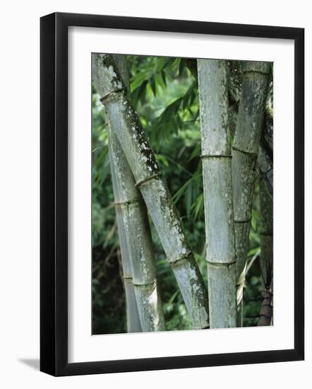 Close up of Stems, Bamboo Forest, Bena Village, Flores Island, Indonesia, Southeast Asia-Alison Wright-Framed Photographic Print