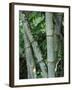 Close up of Stems, Bamboo Forest, Bena Village, Flores Island, Indonesia, Southeast Asia-Alison Wright-Framed Photographic Print