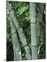 Close up of Stems, Bamboo Forest, Bena Village, Flores Island, Indonesia, Southeast Asia-Alison Wright-Mounted Photographic Print