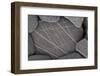 Close-Up of Stone with White Lines on It, Alentejo, Portugal-Quinta-Framed Photographic Print