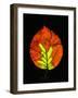 Close-up of Striped Maple (Acer pensylvanicum) leaf against black background-Panoramic Images-Framed Photographic Print