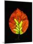 Close-up of Striped Maple (Acer pensylvanicum) leaf against black background-Panoramic Images-Mounted Photographic Print