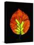 Close-up of Striped Maple (Acer pensylvanicum) leaf against black background-Panoramic Images-Stretched Canvas