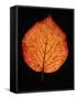 Close-up of Striped Maple (Acer pensylvanicum) leaf against black background-Panoramic Images-Framed Stretched Canvas