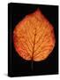 Close-up of Striped Maple (Acer pensylvanicum) leaf against black background-Panoramic Images-Stretched Canvas