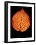 Close-up of Striped Maple (Acer pensylvanicum) leaf against black background-Panoramic Images-Framed Photographic Print