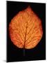 Close-up of Striped Maple (Acer pensylvanicum) leaf against black background-Panoramic Images-Mounted Photographic Print