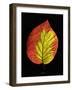 Close-up of Striped Maple (Acer pensylvanicum) leaf against black background-Panoramic Images-Framed Photographic Print