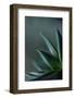 Close-up of Succulent Leaves, green color-Paivi Vikstrom-Framed Photographic Print