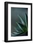 Close-up of Succulent Leaves, green color-Paivi Vikstrom-Framed Photographic Print