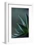 Close-up of Succulent Leaves, green color-Paivi Vikstrom-Framed Photographic Print