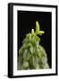 Close Up of Succulent Plant (Peperomia Columella) Cultivated Plant Form Peru. Focus-Stacked Image-Chris Mattison-Framed Photographic Print