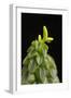 Close Up of Succulent Plant (Peperomia Columella) Cultivated Plant Form Peru. Focus-Stacked Image-Chris Mattison-Framed Photographic Print