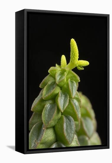 Close Up of Succulent Plant (Peperomia Columella) Cultivated Plant Form Peru. Focus-Stacked Image-Chris Mattison-Framed Stretched Canvas