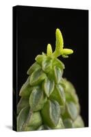 Close Up of Succulent Plant (Peperomia Columella) Cultivated Plant Form Peru. Focus-Stacked Image-Chris Mattison-Stretched Canvas