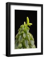 Close Up of Succulent Plant (Peperomia Columella) Cultivated Plant Form Peru. Focus-Stacked Image-Chris Mattison-Framed Photographic Print