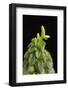 Close Up of Succulent Plant (Peperomia Columella) Cultivated Plant Form Peru. Focus-Stacked Image-Chris Mattison-Framed Photographic Print