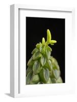 Close Up of Succulent Plant (Peperomia Columella) Cultivated Plant Form Peru. Focus-Stacked Image-Chris Mattison-Framed Photographic Print