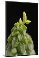 Close Up of Succulent Plant (Peperomia Columella) Cultivated Plant Form Peru. Focus-Stacked Image-Chris Mattison-Mounted Photographic Print