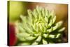 Close-Up of Succulent Plant-Matt Freedman-Stretched Canvas