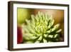 Close-Up of Succulent Plant-Matt Freedman-Framed Photographic Print