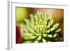 Close-Up of Succulent Plant-Matt Freedman-Framed Photographic Print