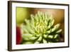 Close-Up of Succulent Plant-Matt Freedman-Framed Photographic Print