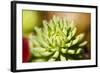 Close-Up of Succulent Plant-Matt Freedman-Framed Photographic Print