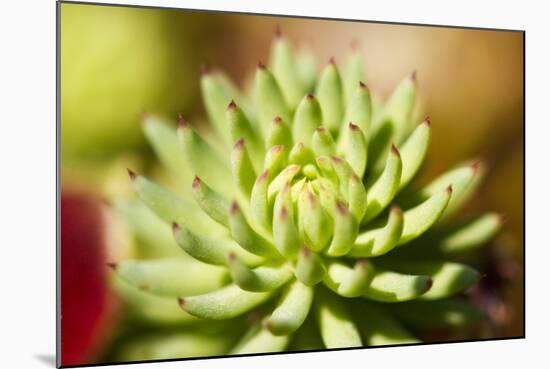 Close-Up of Succulent Plant-Matt Freedman-Mounted Photographic Print