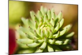 Close-Up of Succulent Plant-Matt Freedman-Mounted Photographic Print