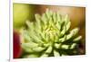 Close-Up of Succulent Plant-Matt Freedman-Framed Photographic Print