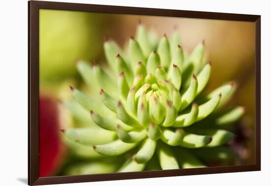 Close-Up of Succulent Plant-Matt Freedman-Framed Photographic Print