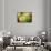 Close-Up of Succulent Plant-Matt Freedman-Framed Stretched Canvas displayed on a wall