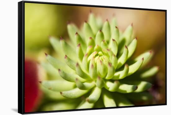 Close-Up of Succulent Plant-Matt Freedman-Framed Stretched Canvas