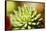 Close-Up of Succulent Plant-Matt Freedman-Framed Stretched Canvas