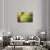 Close-Up of Succulent Plant-Matt Freedman-Stretched Canvas displayed on a wall