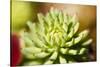 Close-Up of Succulent Plant-Matt Freedman-Stretched Canvas