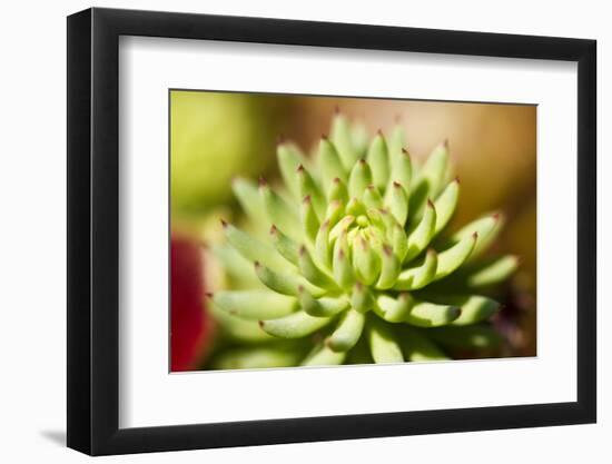 Close-Up of Succulent Plant-Matt Freedman-Framed Photographic Print